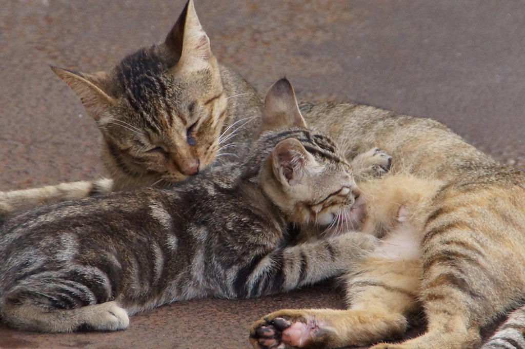3日目「クオリティ・オブ・ライフを維持するために」｜猫の介護学 | 猫の介護専門店 Tiny Factory for Cats